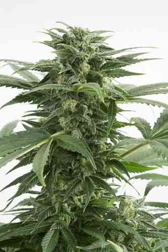 Haze XXL Autoflowering > Dinafem Seeds | Autoflowering Cannabis   |  Sativa